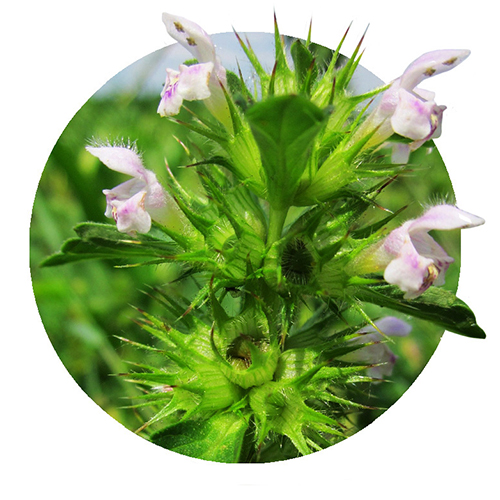 Navigation_Kräuter_Andorn Kraut Andorn