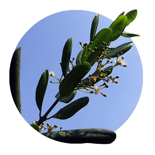 Navigation_Kräuter_Piment Kraut Piment