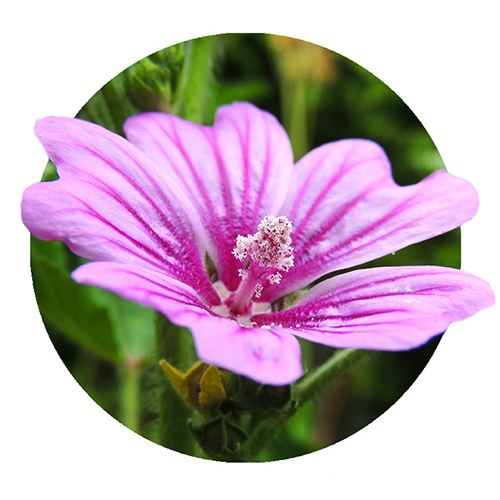 Navigation_Kräuter_Malve Kraut Malve