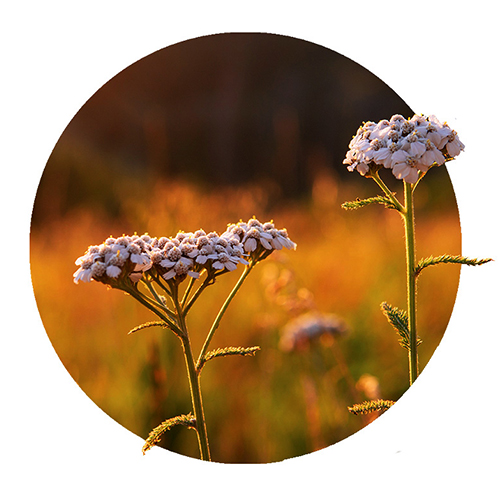 Navigation_Kräuter_Schafgarbe Kraut Schafgarbe