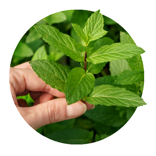 Kräuterkunde Pfefferminzblatt