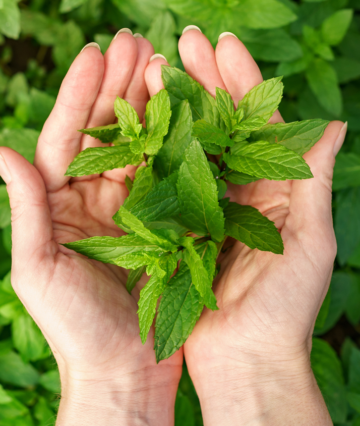 Bild03_Krautergarten_Desktop Zwei Hände halten geschlossen einige Minzblätter offen nach oben
