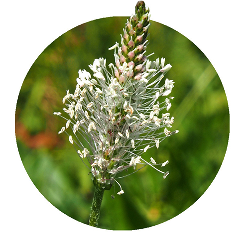 Navigation_Kräuter_Spitzwegerich Kraut Spitzwegerich