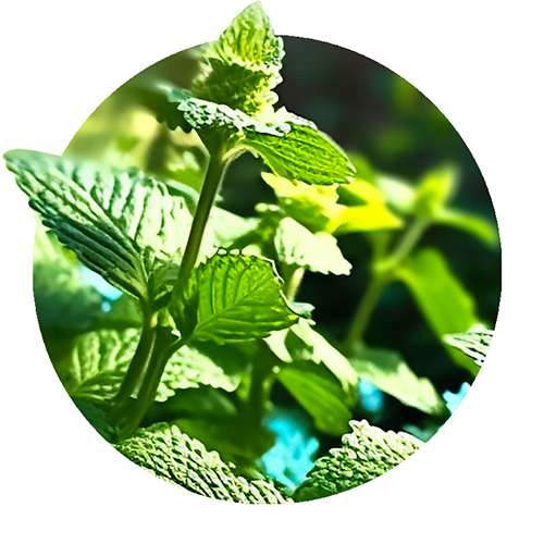 Navigation_Kräuter_Minze Kraut Minze