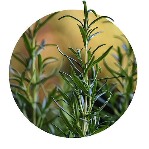 Navigation_Kräuter_Rosmarin Kraut Rosmarin