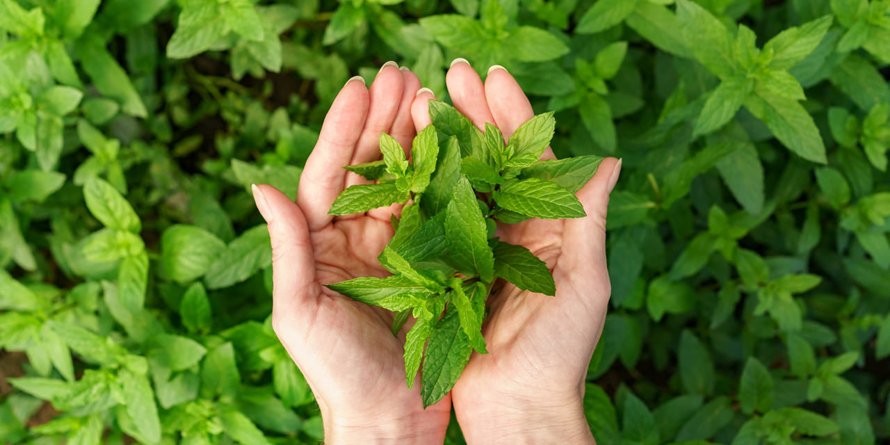 Startseite_Kräuterbanner Zwei Hände welche Pfefferminzblätter tragen