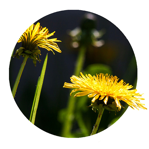 Navigation_Kräuter_Löwenzahn Kraut Löwenzahn