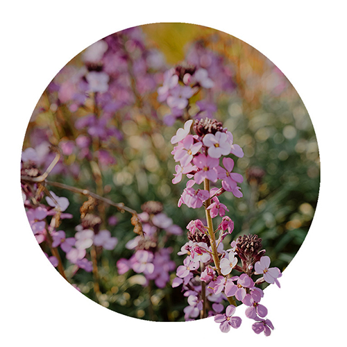 Navigation_Kräuter_Salbei Kraut Salbei