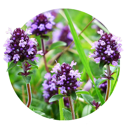 Navigation_Kräuter_Thymian Kraut Thymian