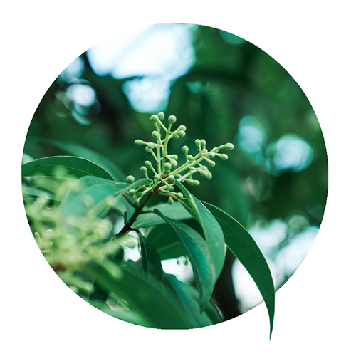 Navigation_Kräuter_Zimt Kraut Zimt