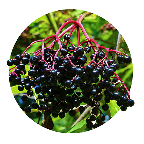 Navigation_Kräuter_Holunder Kraut Holunder